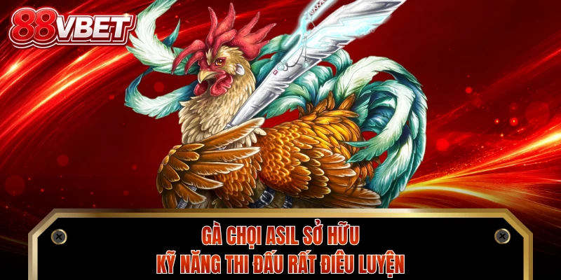 Gà chọi Asil sở hữu kỹ năng thi đấu rất điêu luyện