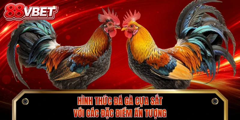 Hình thức đá gà cựa sắt với các đặc điểm ấn tượng